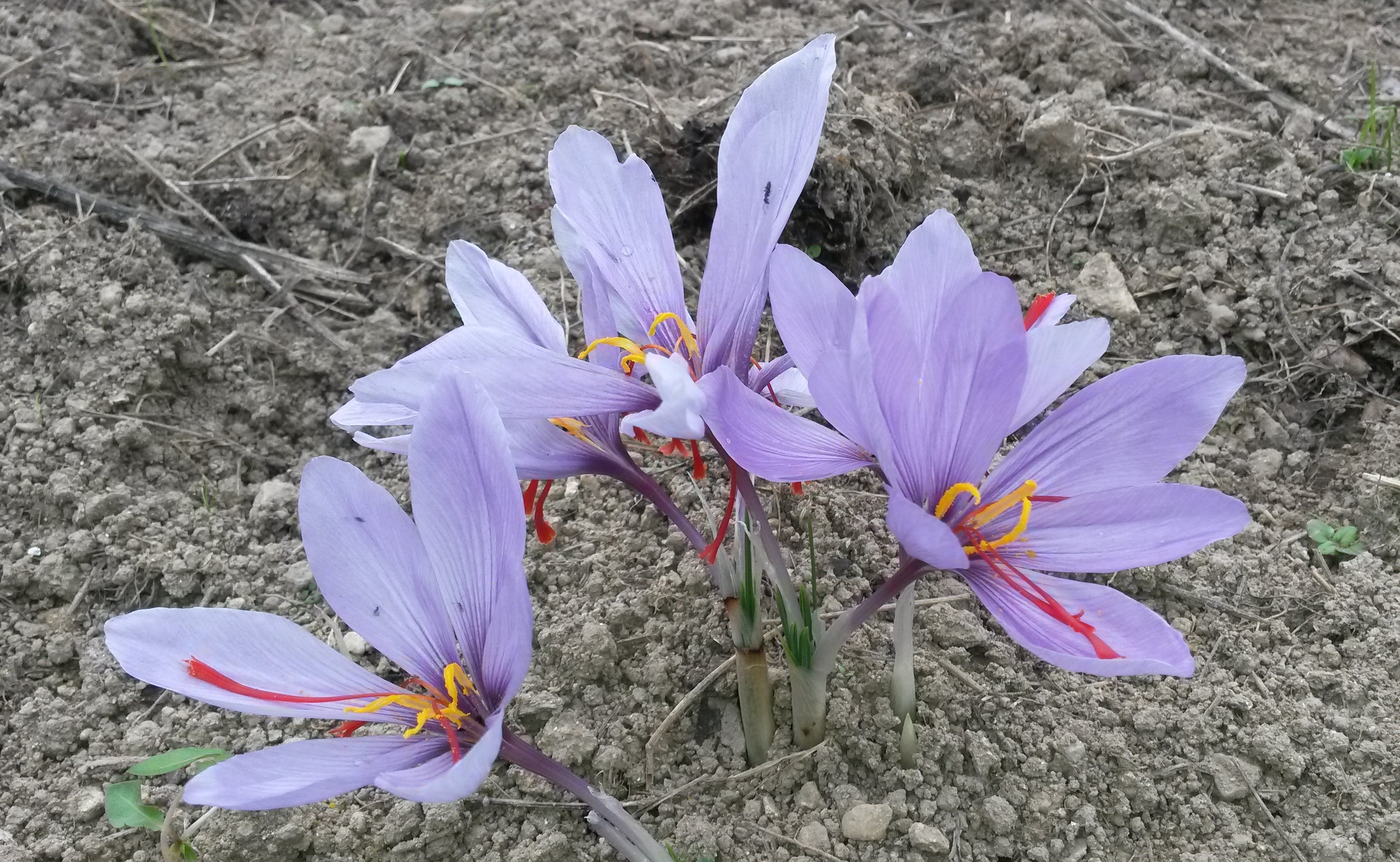 fleurs au soleil