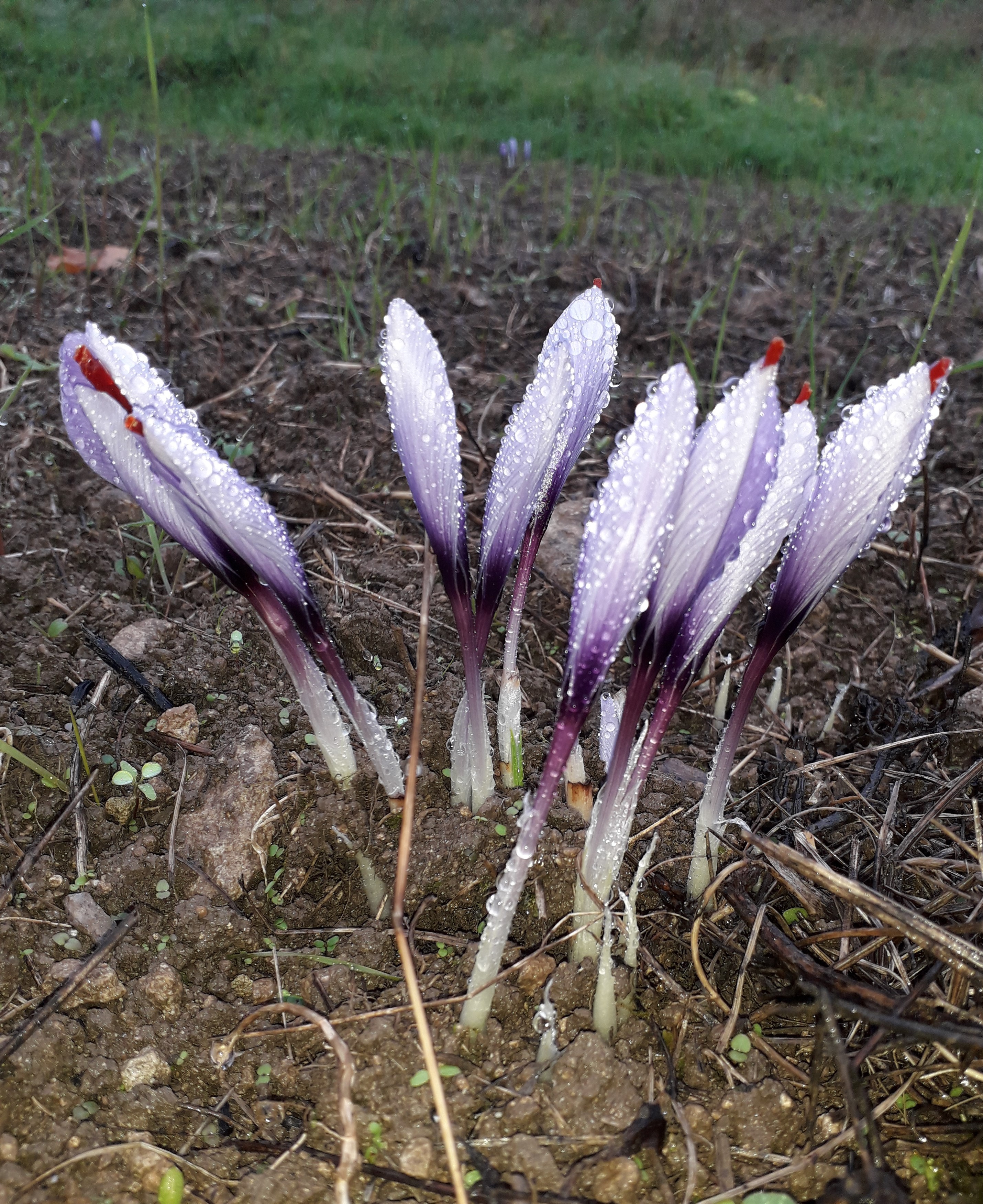 fleurs sous la pluie