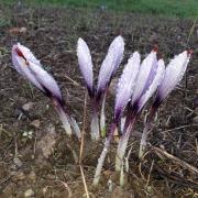 fleurs sous la pluie