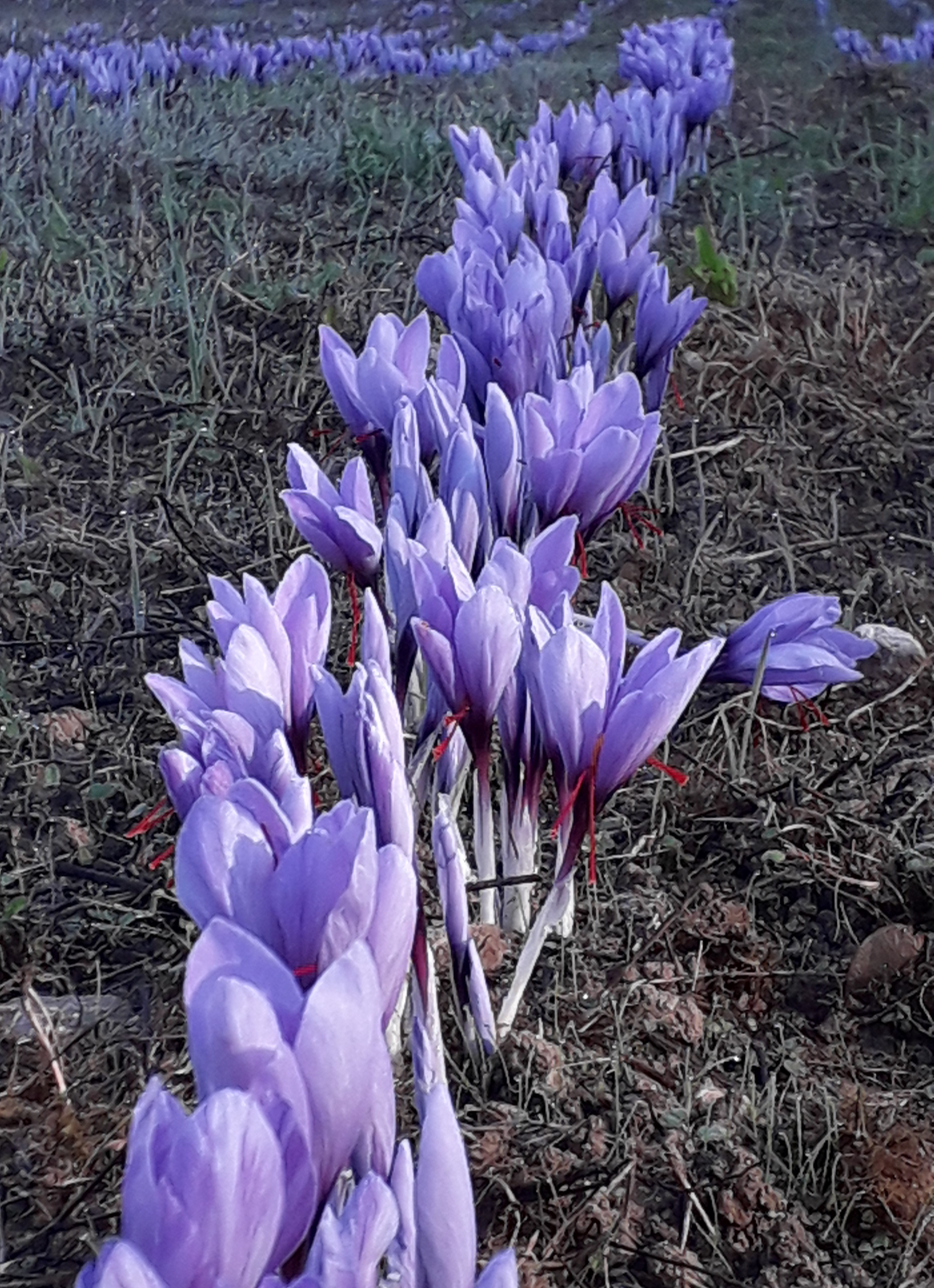 fleur de crocus