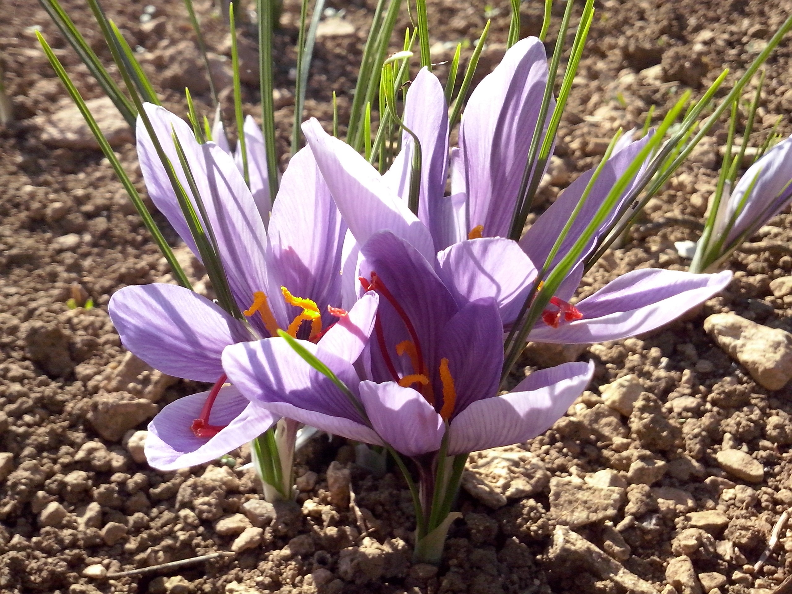 fleurs ensoleillé