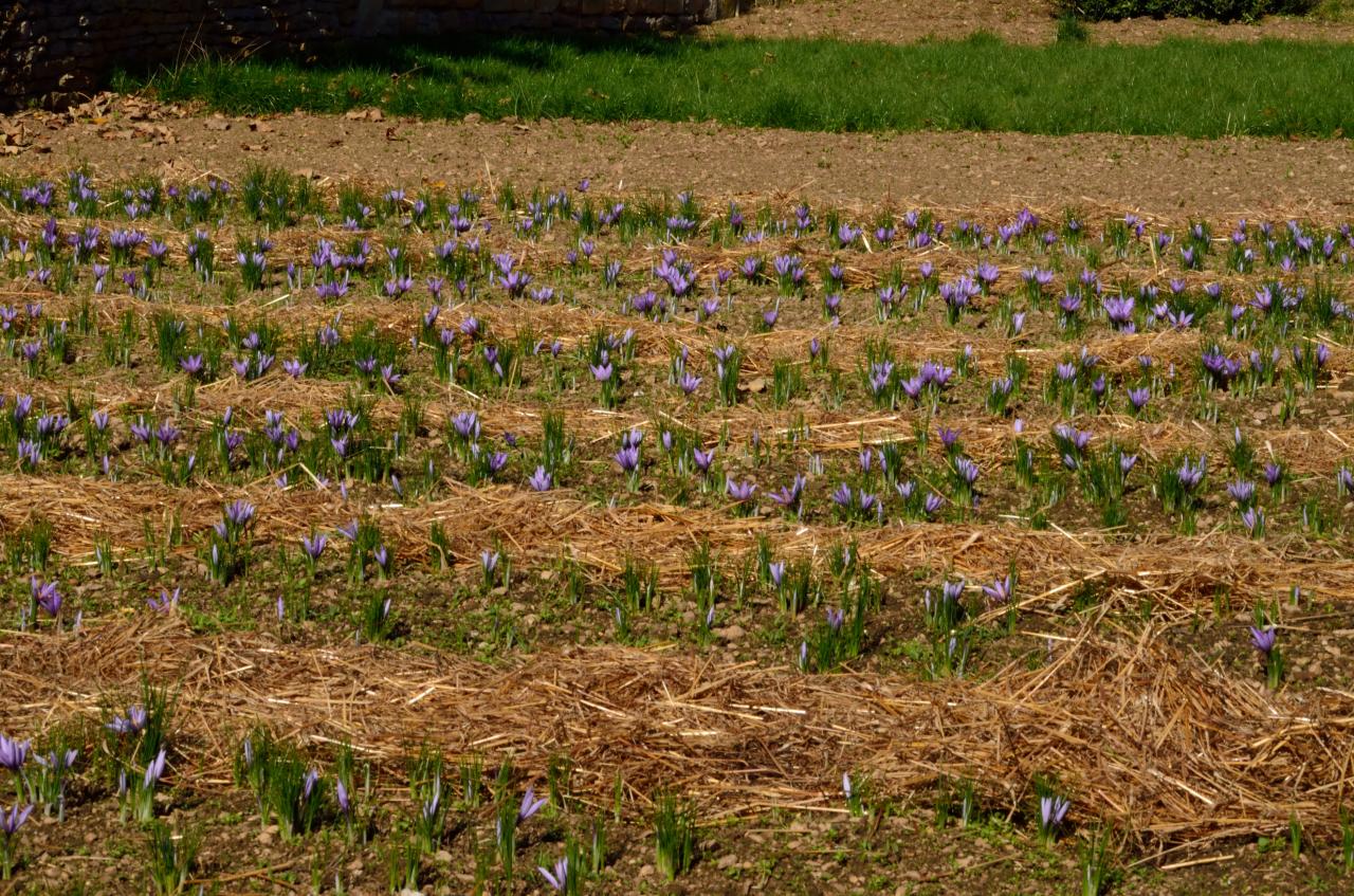 Champs de Crocus