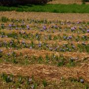 Champs de Crocus