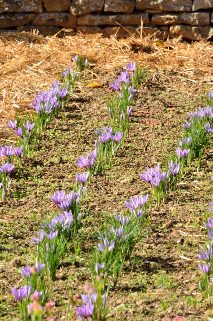 Champs de Crocus