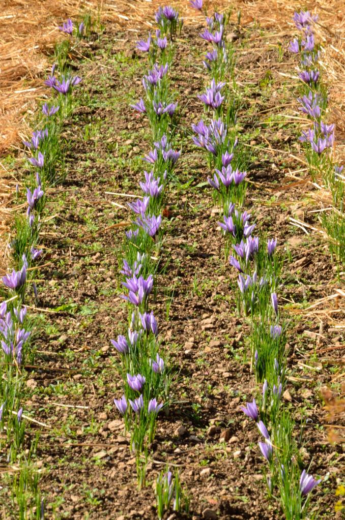 Champs de Crocus