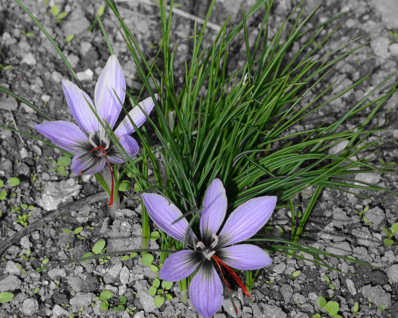 Crocus