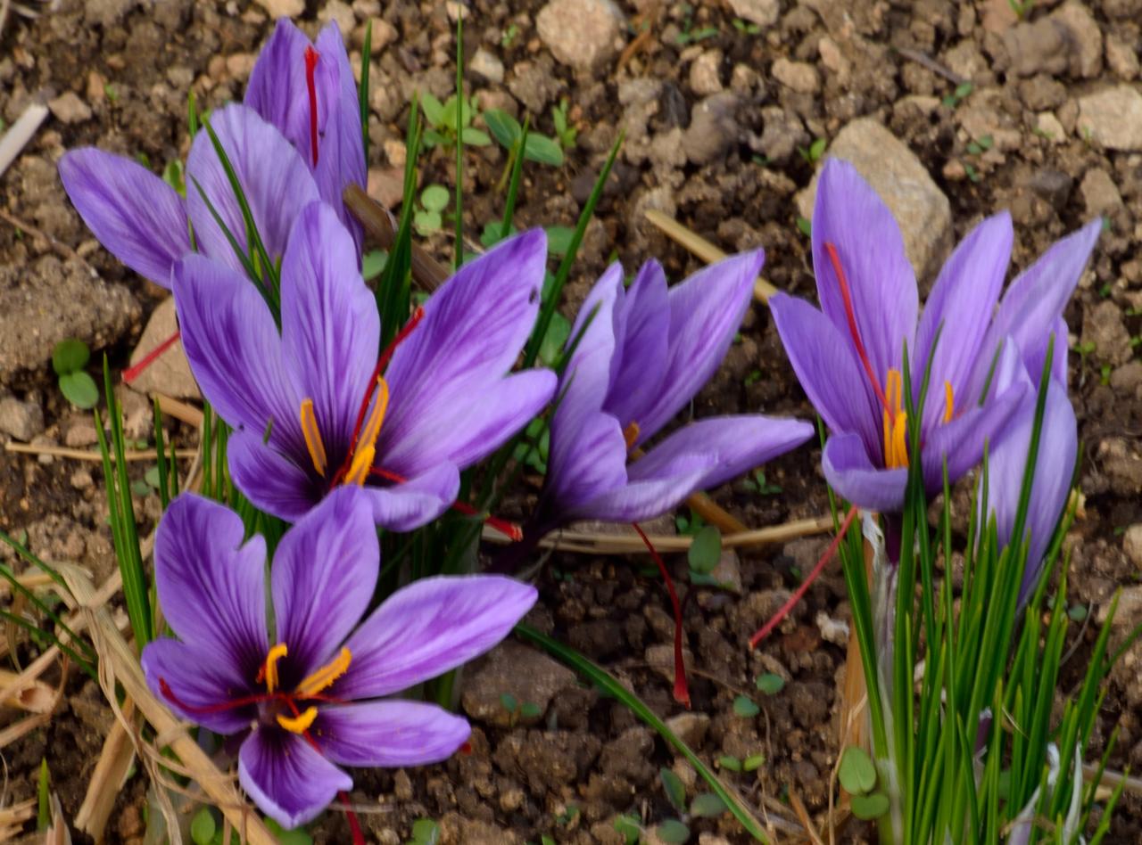 Crocus