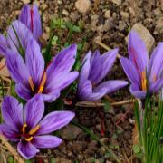 Crocus