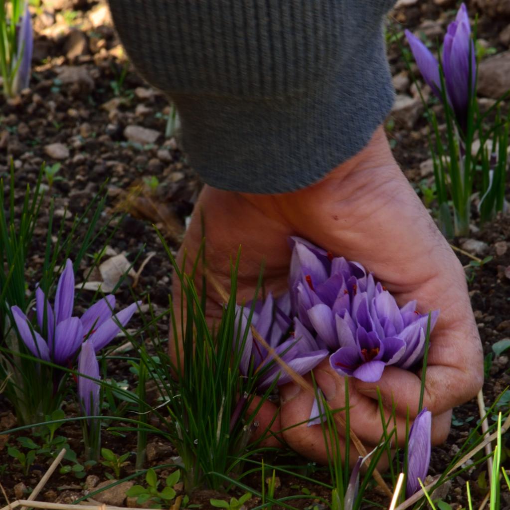 Ceuillette des fleurs