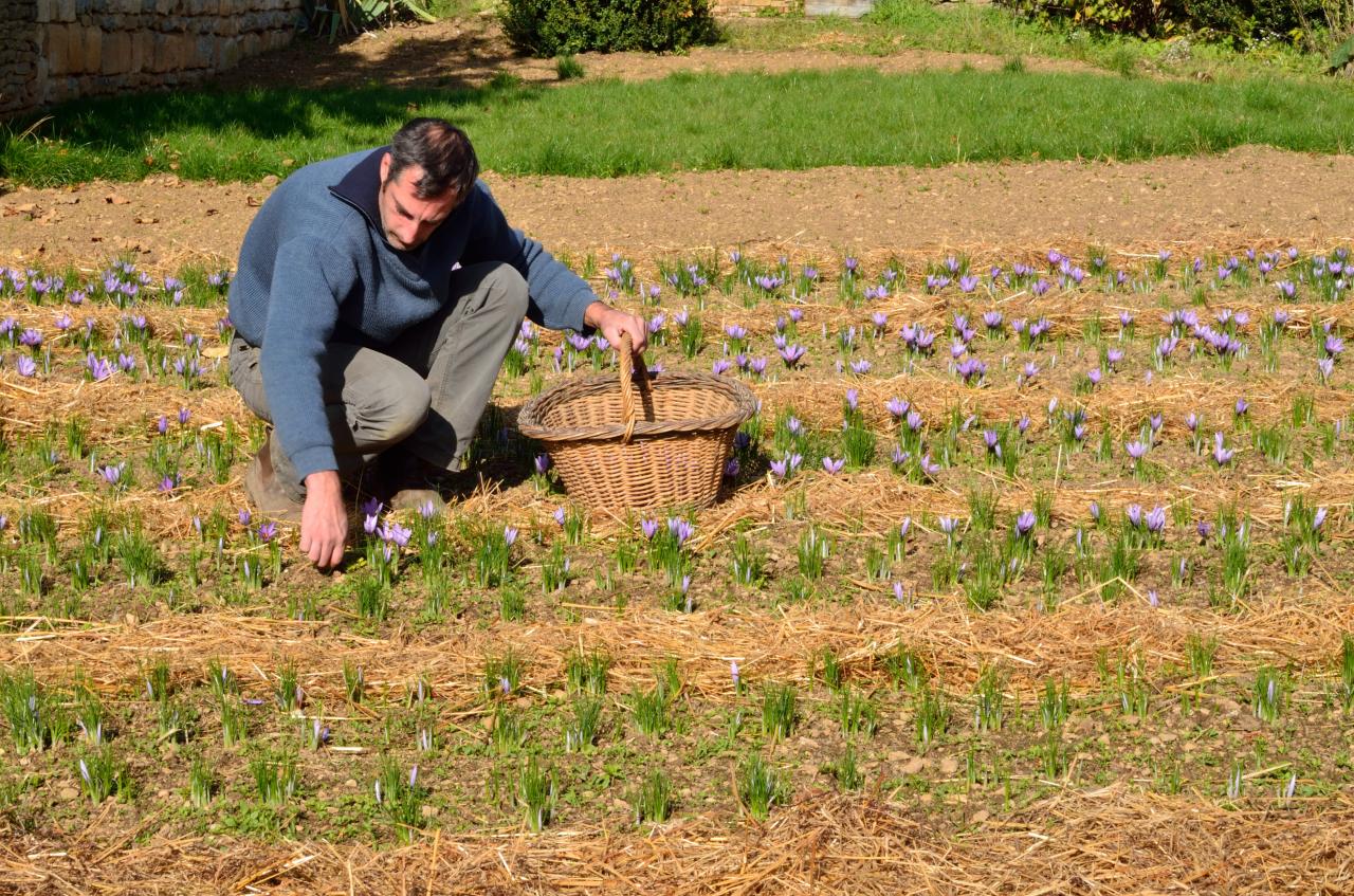 Ceuillette des fleurs