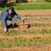 Ceuillette des fleurs