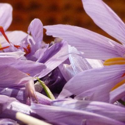 fleurs en attente d émondage