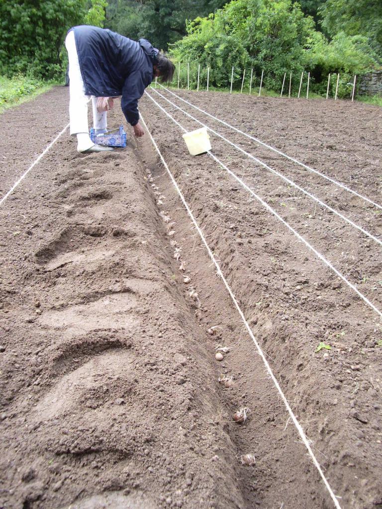 Plantation des bulbes de Safran de Haute Côte d'Or