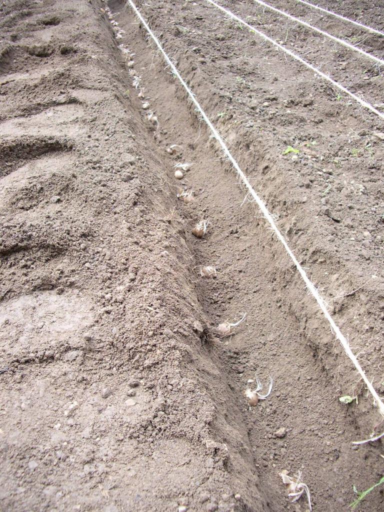 Plantation des bulbes de Safran de Haute Côte d'Or