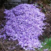 fleurs après émondage