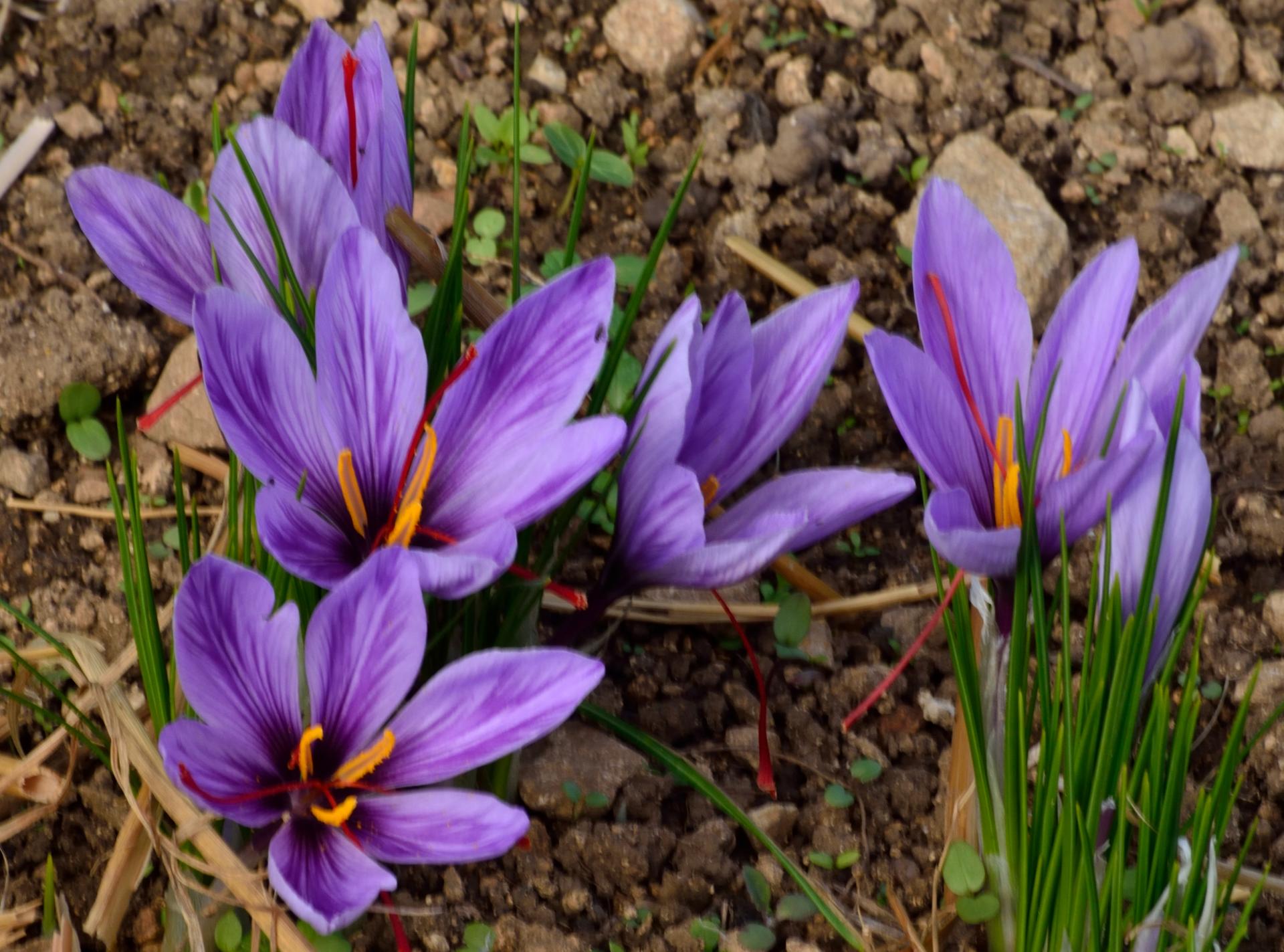 Fleurs de Safran